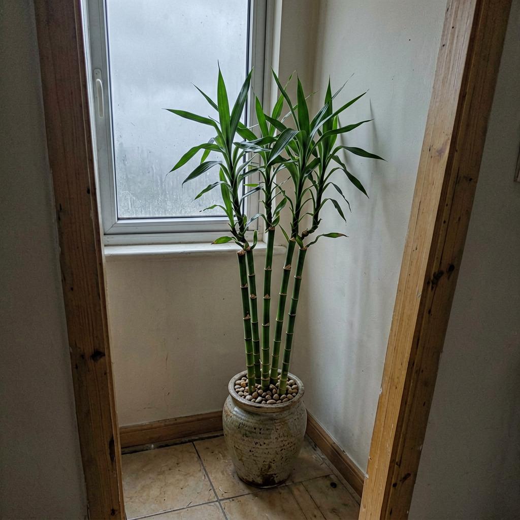 Lucky Bamboo